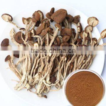 Tea Tree mushroom Extract