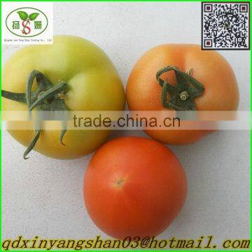 (HOT) Fresh Tomato Export From China photo-3
