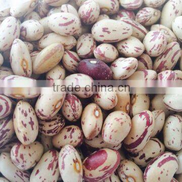 Cranberry / Pinto Beans