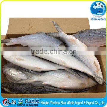 Frozen fish Seafood milkfish Excellent freshness Protein-rich