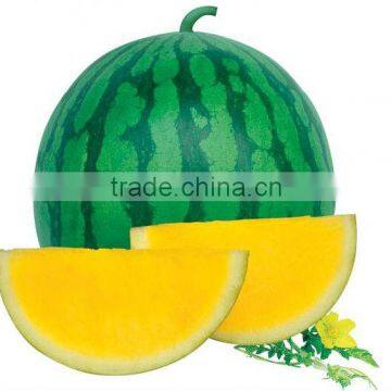 Golden Baby green skin yellow flesh seedless watermelon seeds