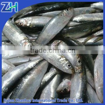 frozen sardine for tuna bait fresh sardine sardine fish scientific name