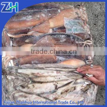 frozen Illex squid squid hooks in Argentine sea