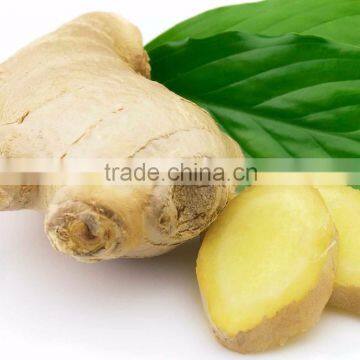 High Quality Fresh Organic Ginger