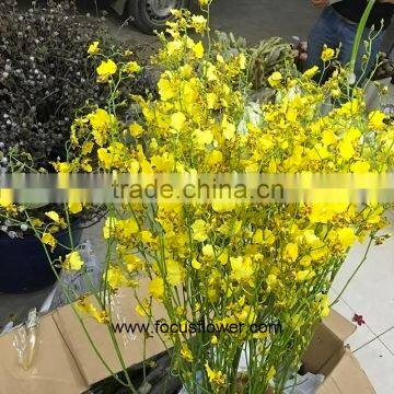 Perennial Plant Fresh Cut Yellow Holland Of Orchid From YUNNAN