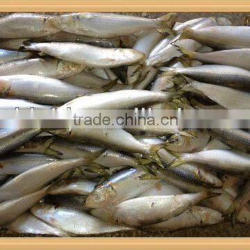 New caught whole round frozen sardine 15-20pcs/kg for cannery