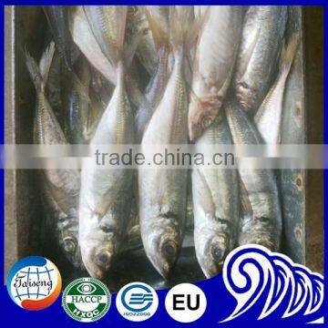 Frozen fish mackerel for canned seafood