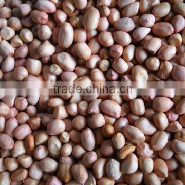 Groundnut