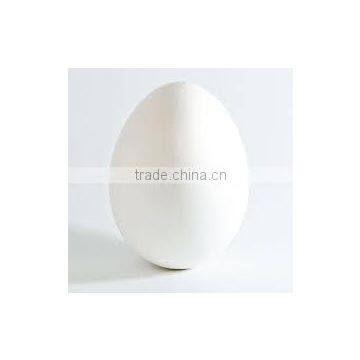 white shell chicken eggs bulk exporter