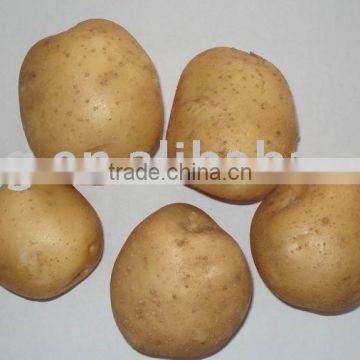 2015 New Crop of Atlantic Potato