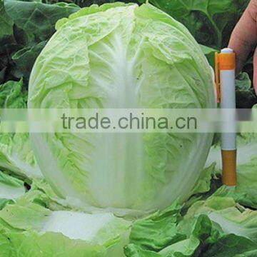 Hybrid Cabbage seeds for growing-Summer Light