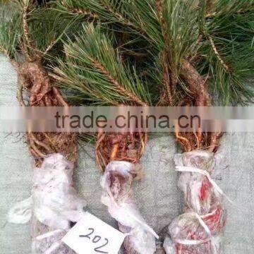 Pinus Thunbergii Parl. Black Pine Seedlings photo-3