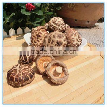 Chinese Dried Black Mushroom Cultivation