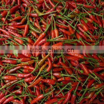 Fresh Red Chili