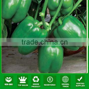 NSP02 Qingla Jade green color sweet pepper seeds hybrid pepper seeds