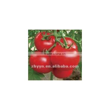 Napu No.3 Tomato Seeds