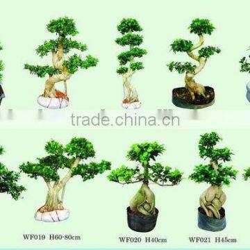 Ficus bonsai