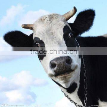 Diatomaceous Earth Functional Filler / Additives Animal Feed Additives