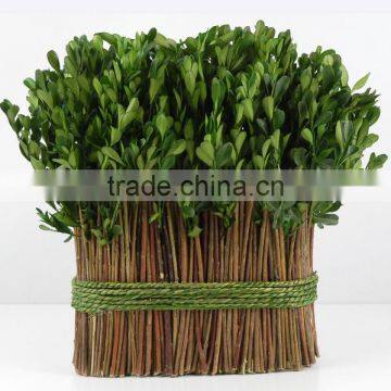 preserved boxwood bundle