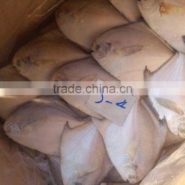 fresh super quality frozen silver pomfret 150-200,200-250g