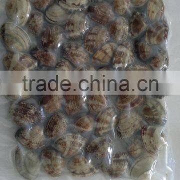 Frozen Vacuum Packed Cooked Short Necked Clam photo-4