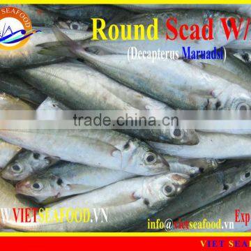 FROZEN ROUND SCAD WHOLE ROUND photo-2