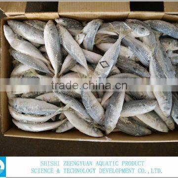 Fresh Seafood Frozen Fish Horse Mackerel photo-2