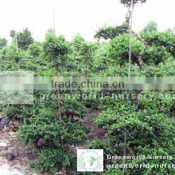 Carmona Microphylla bonsai trees