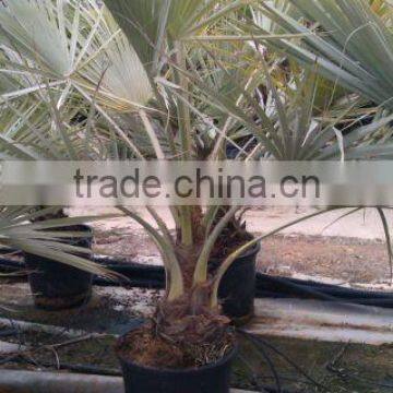 BRAHEA ARMATA photo-2