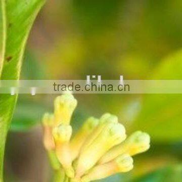 natural clove essence oil in bulk private label offered 180kg