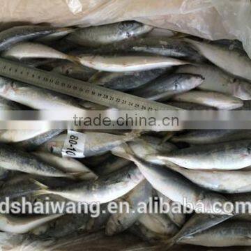Frozen Horse Mackerel for Sale photo-4