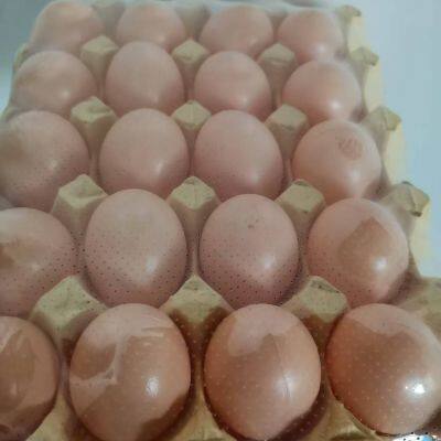 STANDARD POF SHRINK FILM photo-3