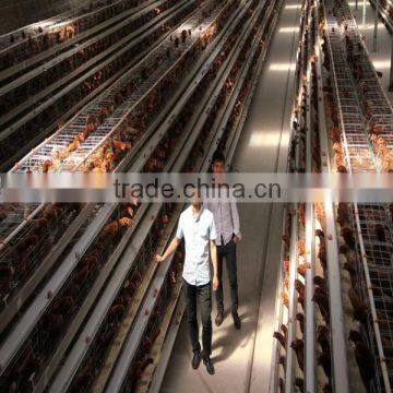 Best Selling Hen House Design With Full Automatic System photo-6