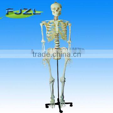 180cm Human plastic skeleton model,mini skeleton model