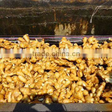 China Ginger Price