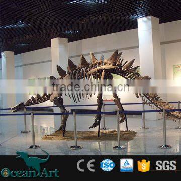 Artificial animal life size dinosaur skeleton