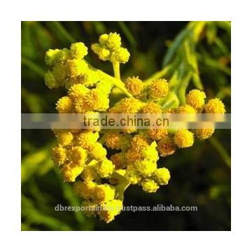 Helichrysum / Immoretelle Oil