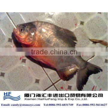 Black pomfret China frozen fish