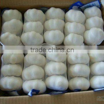 crop Chinese pure white garlic packed in carton