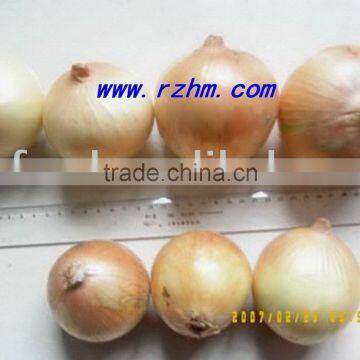 Sell fresh yellow onion