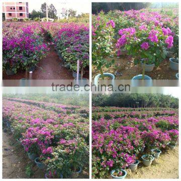 Small Medium Big Size Multicolor Blooming Bougainvillea Spectabilis Willd of Decorative Ornamental Outdoor Indoor Bonsai Plants