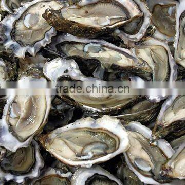 Korean Clean Waters Area Toyeong Fresh Live Pacific Oyster (Half Shell Oyster) photo-3