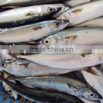 Frozen Pacificus Mackerel photo-2