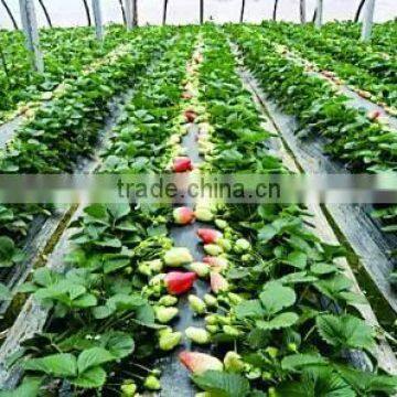 Single Span Plastic Film Agricultural Greenhouses for Vegetable photo-2