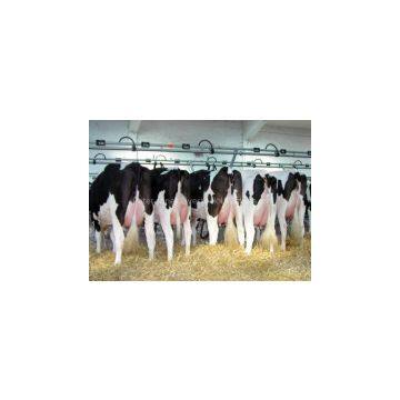 Live Diary Cows and Pregnant Holstein Heifers Cows for Sale