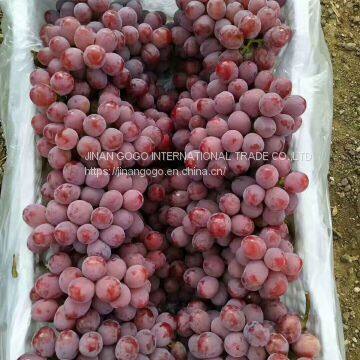 Fresh Fruit/Apple photo-5