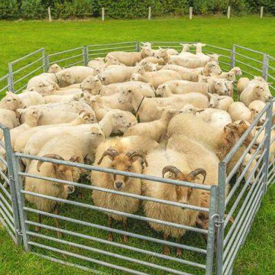 Hot Dipped Galvanized Sheep Panel Heavy Duty Livestock Cattle Farm Yard Panel Cattle Panel Fence Wholesale Bulk for Sale photo-4
