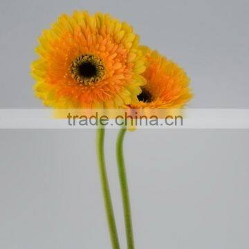 Decorative Champagne names yellow gerberas