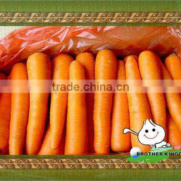 New fresh Carrot export