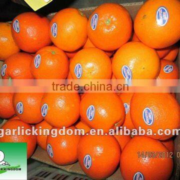 Hot sale Chinese Navel Orange Newhall